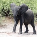 BWA NW Chobe 2016DEC04 NP 082 : 2016, 2016 - African Adventures, Africa, Botswana, Chobe National Park, Date, December, Month, Northwest, Places, Southern, Trips, Year